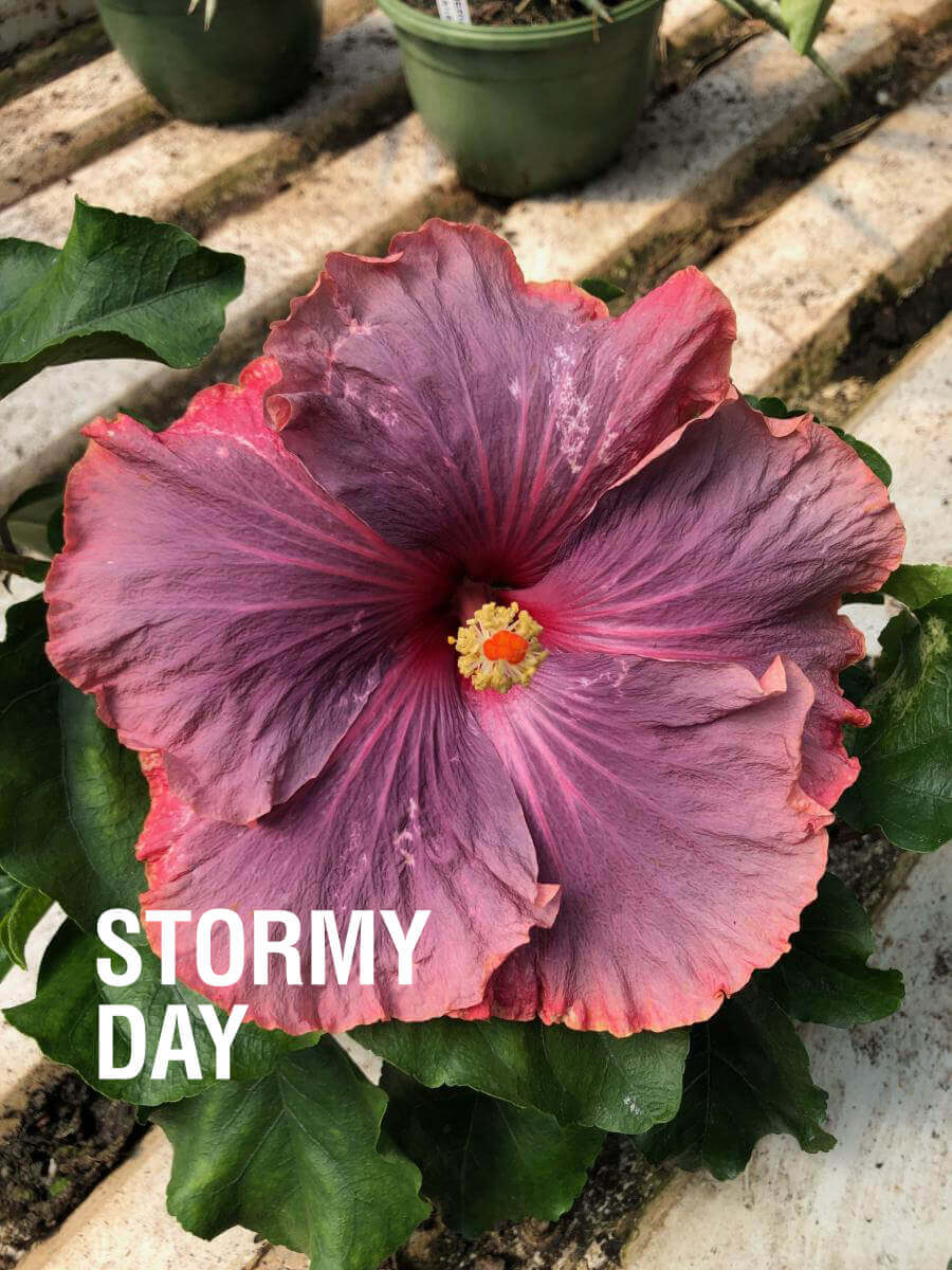 1 gal.  Cajun Hibiscus Plant