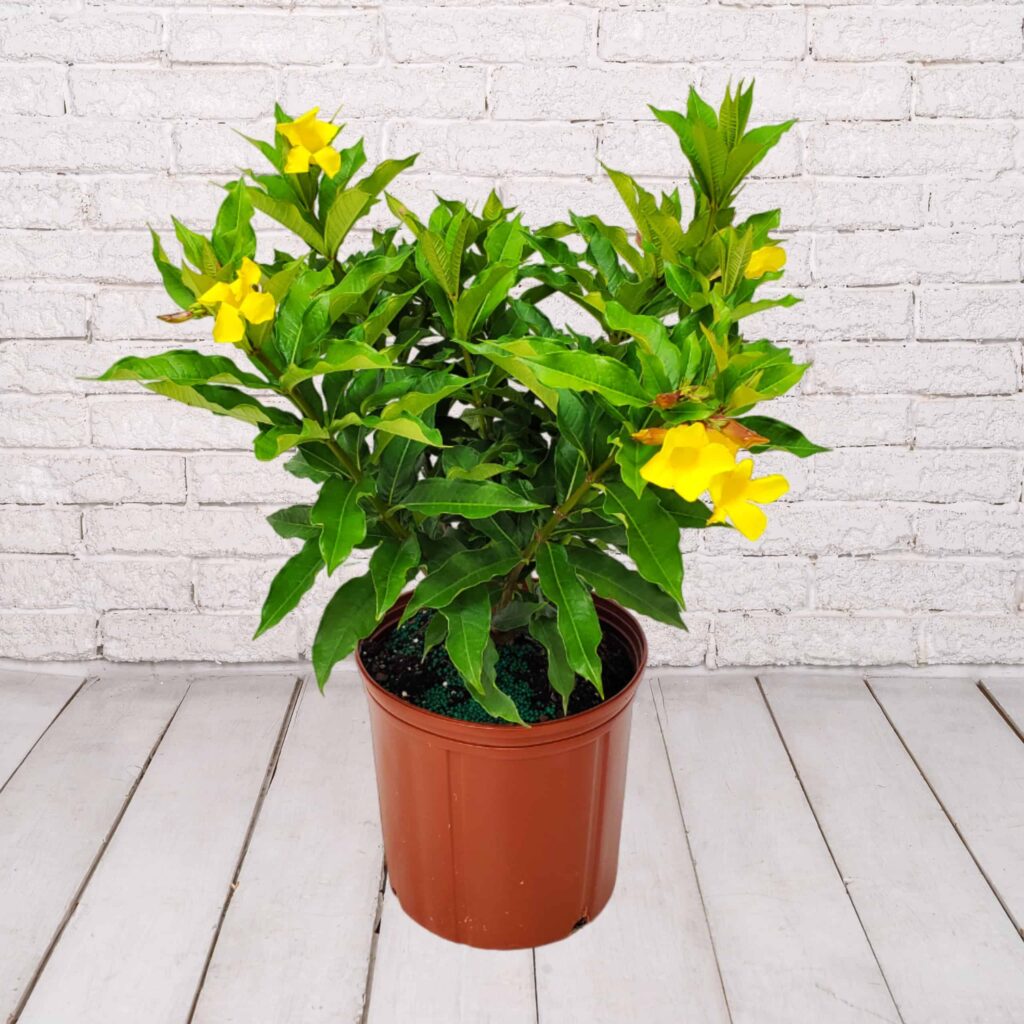 10in TC ALLAMANDA BUSH