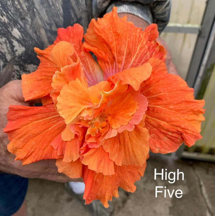 1 gal.  Cajun Hibiscus Plant