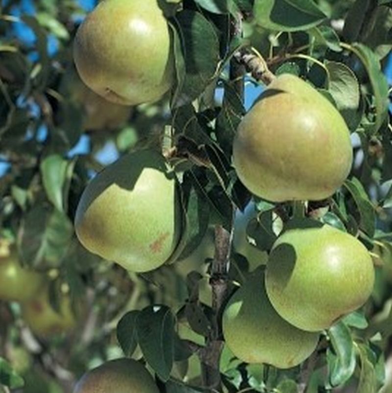 3 Gal. Tree Pear