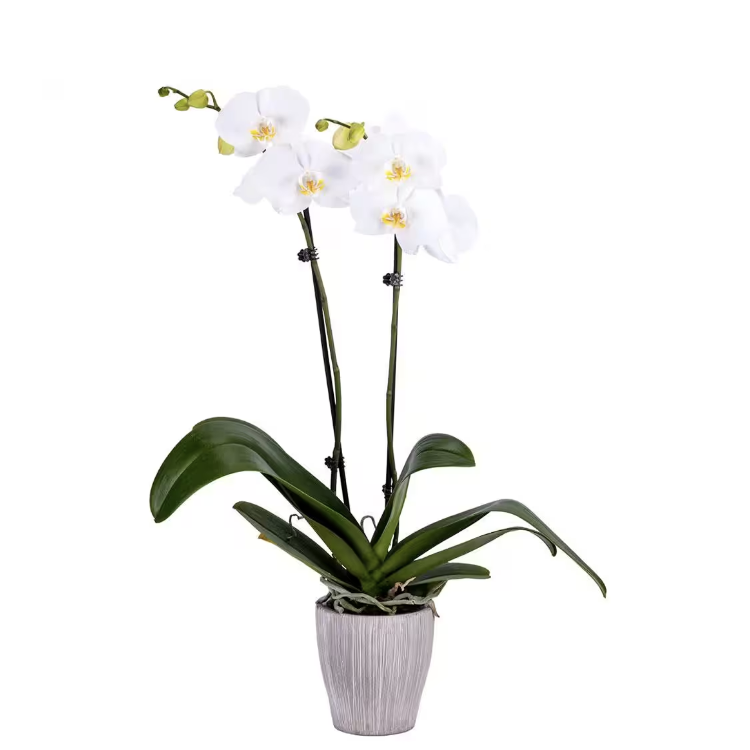 DecoBlooms 5 in. Orchid White in Container