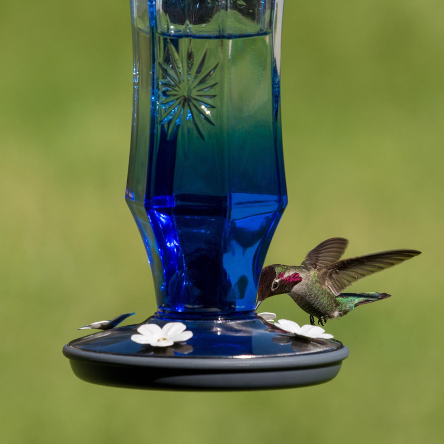 Perky-Pet Hummingbird 16 oz Glass/Metal Sapphire Starburst Vintage Nectar Bird Feeder 4 ports
