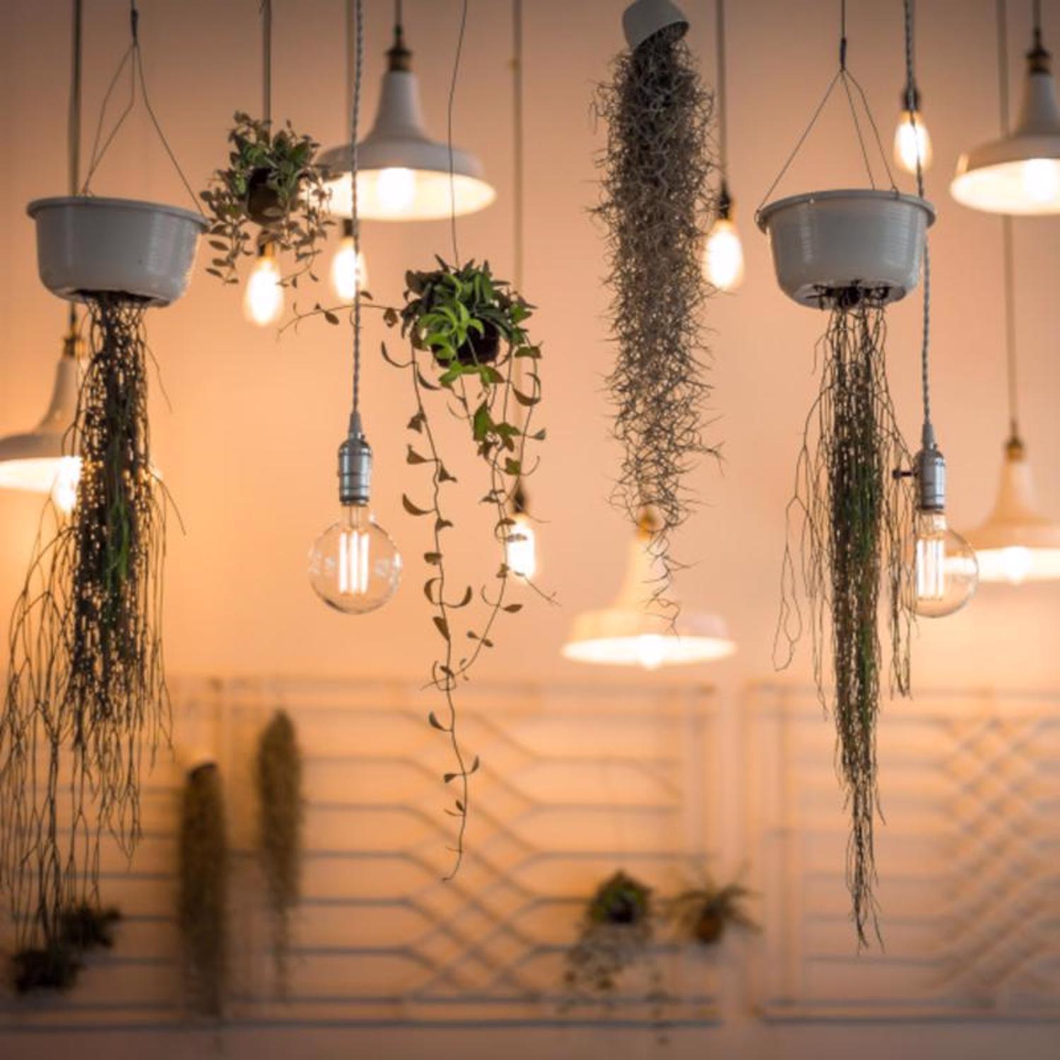 Feit G25 E26 (Medium) Filament LED Bulb Daylight 100 Watt Equivalence 1 pk