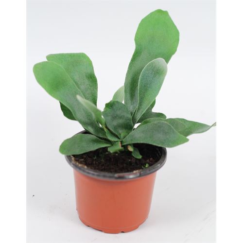 1 Gal. Plant Fern Staghorn