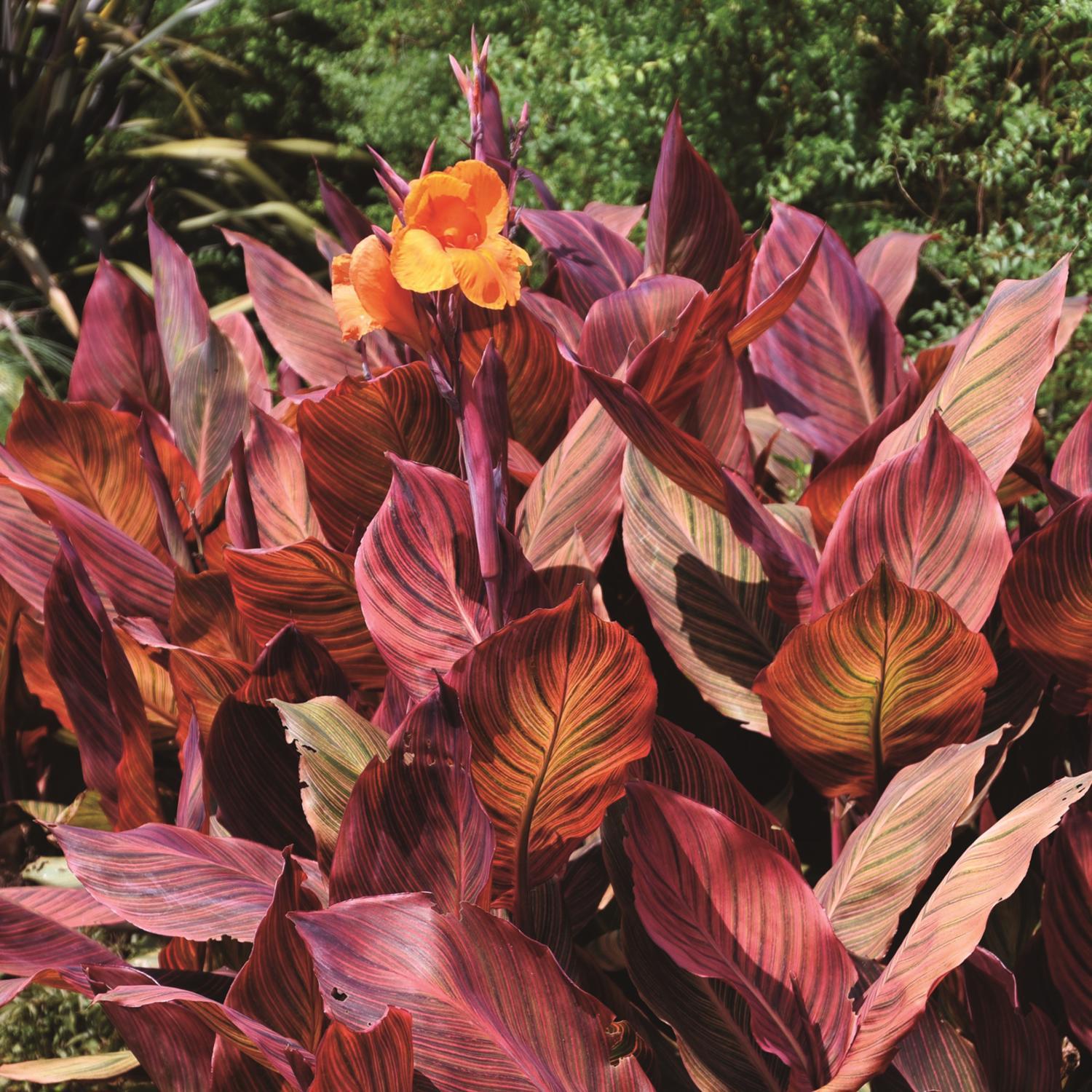 Plant DeGroot Canna Bulb Wyoming Orange 1pk