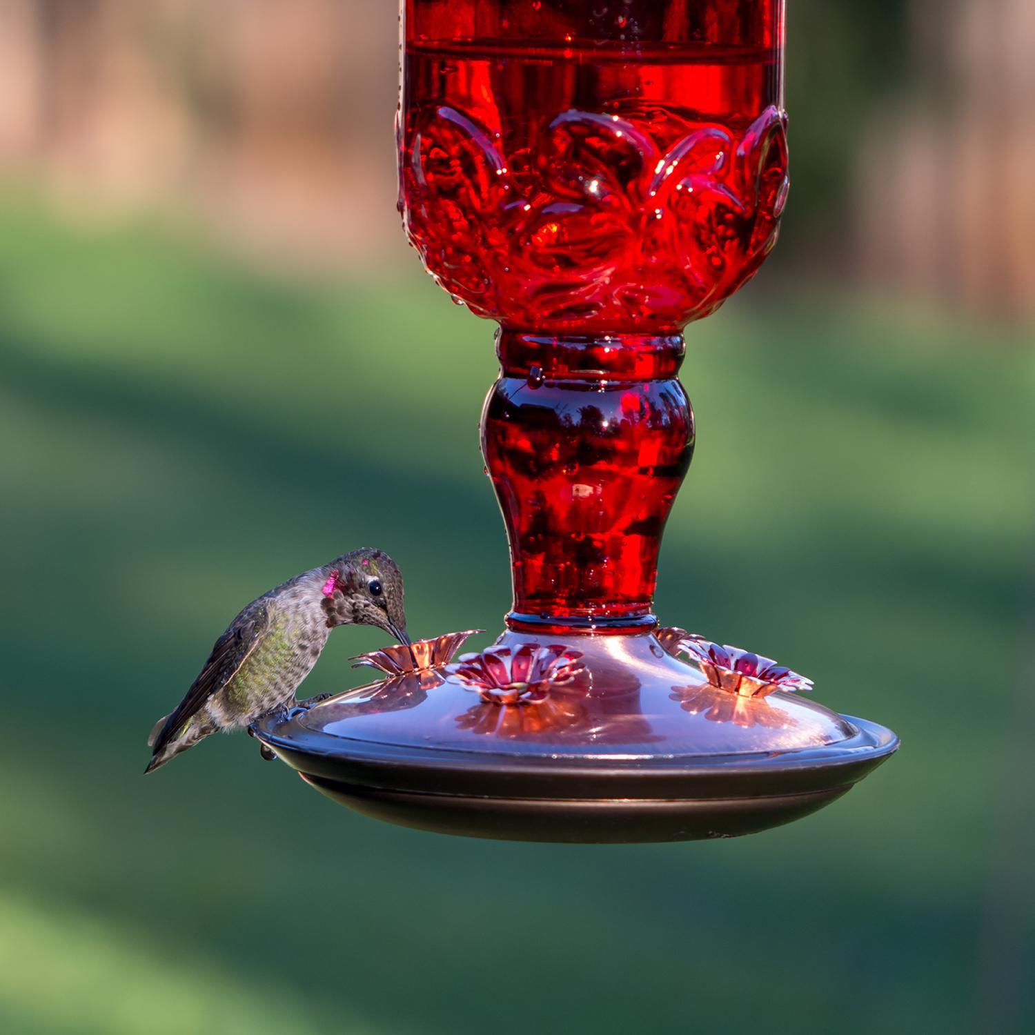 Perky-Pet Hummingbird 24 oz Copper/Glass Antique Bottle Nectar Bird Feeder 4 ports