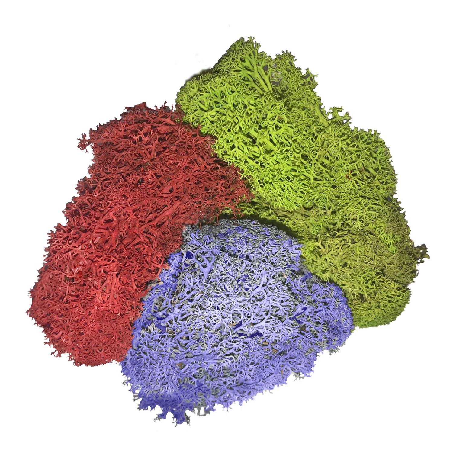 Mosser Lee Soil Cover Organic Assorted Reindeer Moss 3 oz