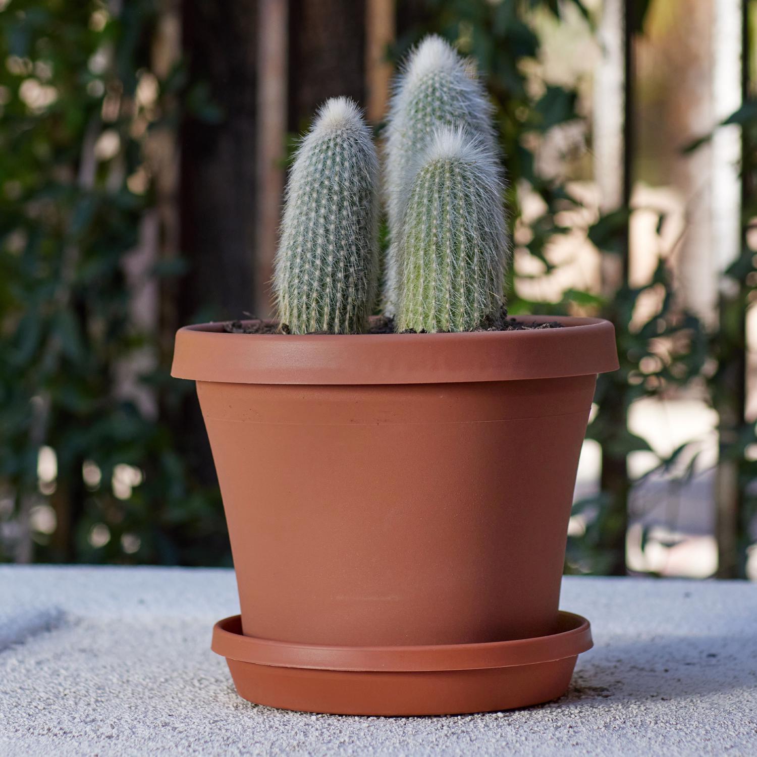 Bloem Terra 1.7 in. H X 10 in. D Resin Traditional Plant Saucer Terra Cotta