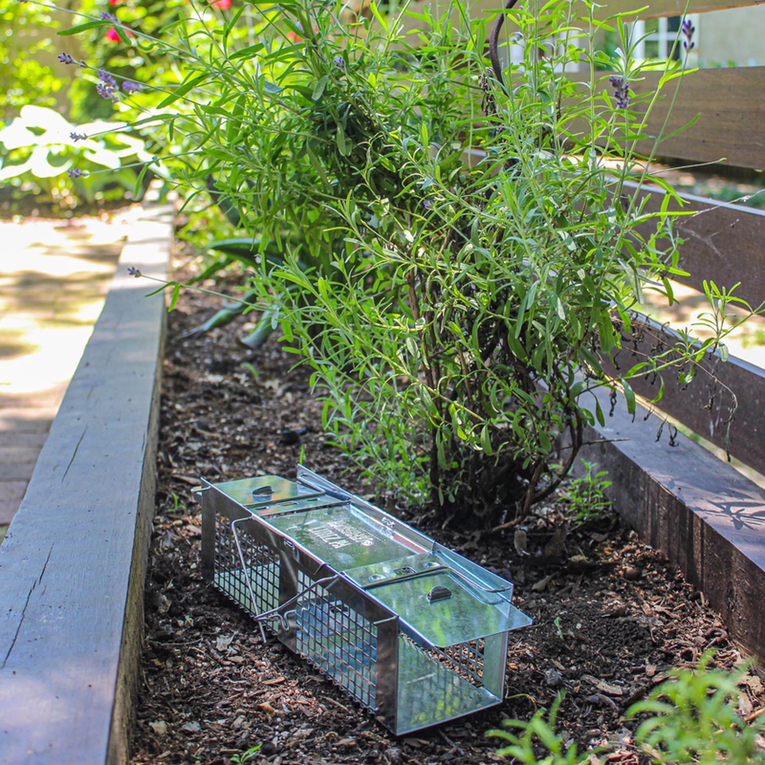 Havahart Small Live Catch Cage Trap For Mice 1 pk