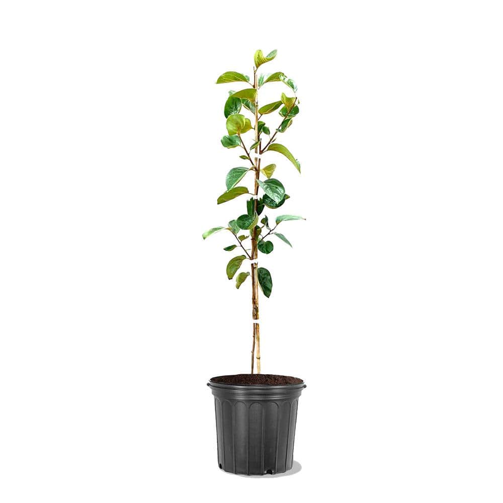 3 Gal. Tree Persimmon assorted