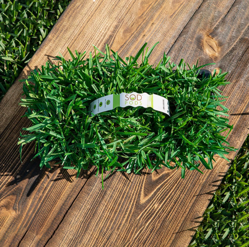 Floratam St. Augustine Grass Plugs 8 pack