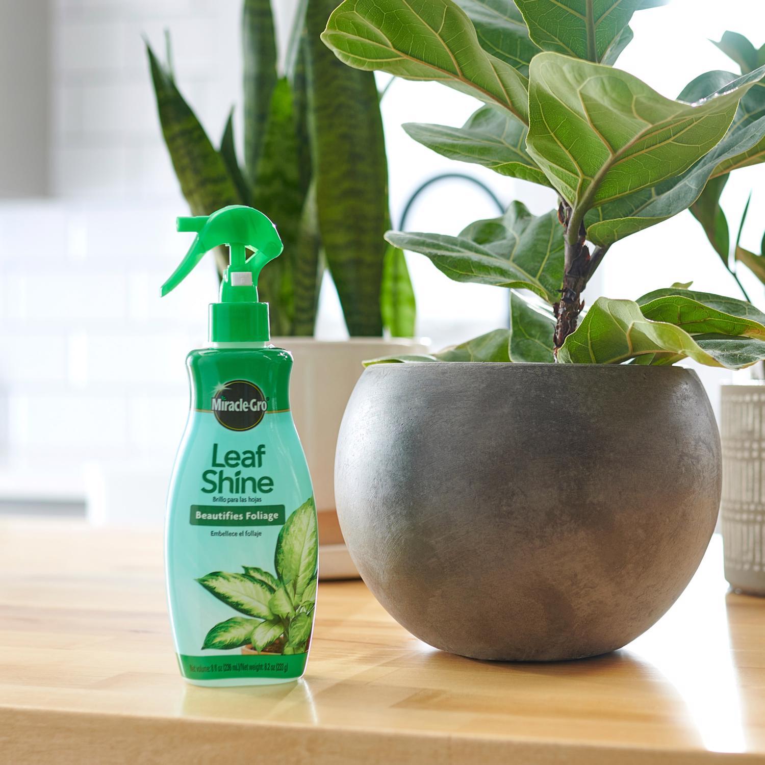 Miracle-Gro Liquid Plant Shine 8 oz