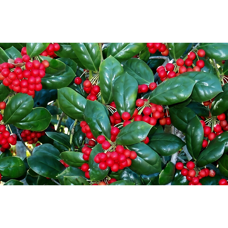 Shrub Holly Dwf Buford #3