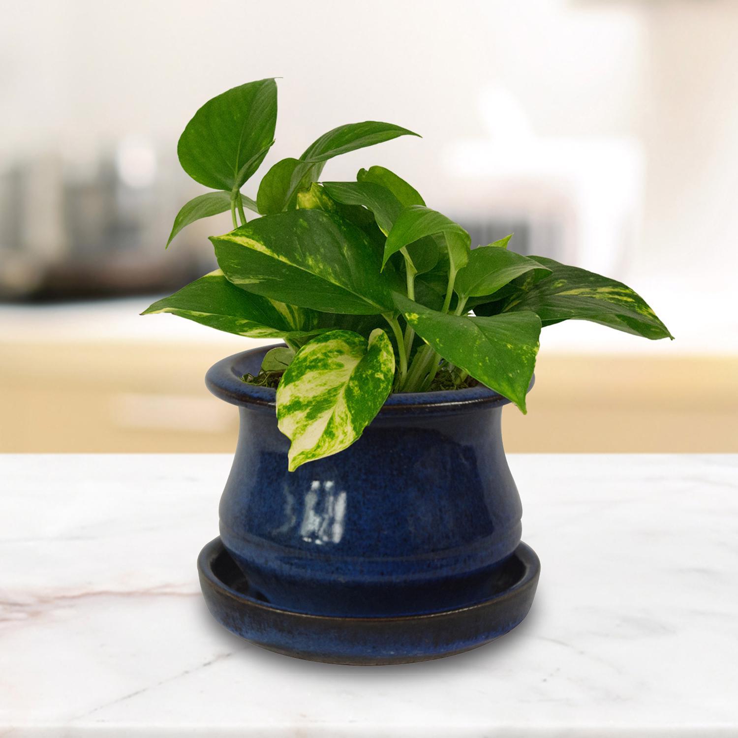 Trendspot Low Bell 5.3 in. H X 6.9 in. W X 6.9 in. D X 7 in. D Ceramic Planter Blue