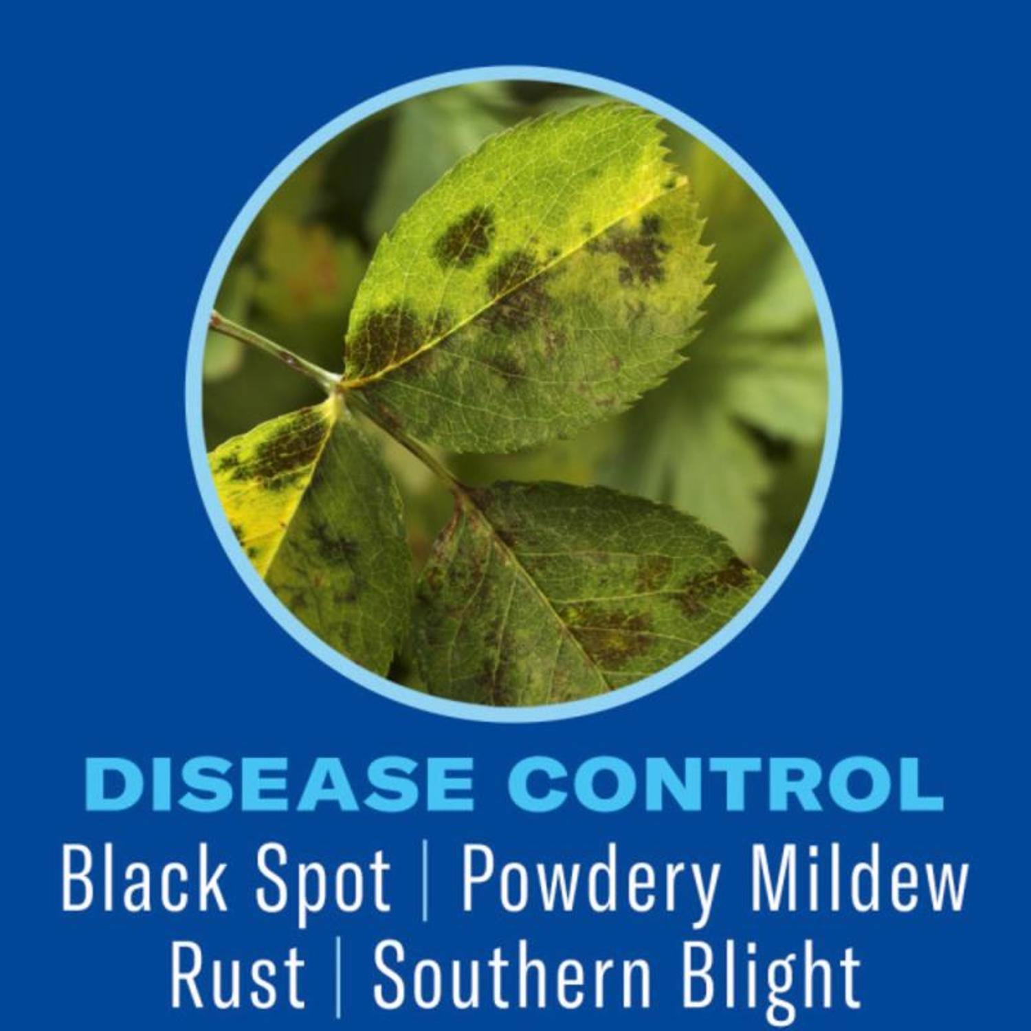 BioAdvanced Shrub Care Granules Protect & Feed 4 lb