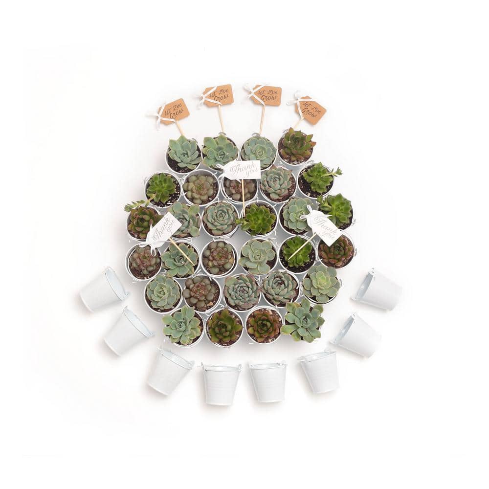 Plant Succulent 3"