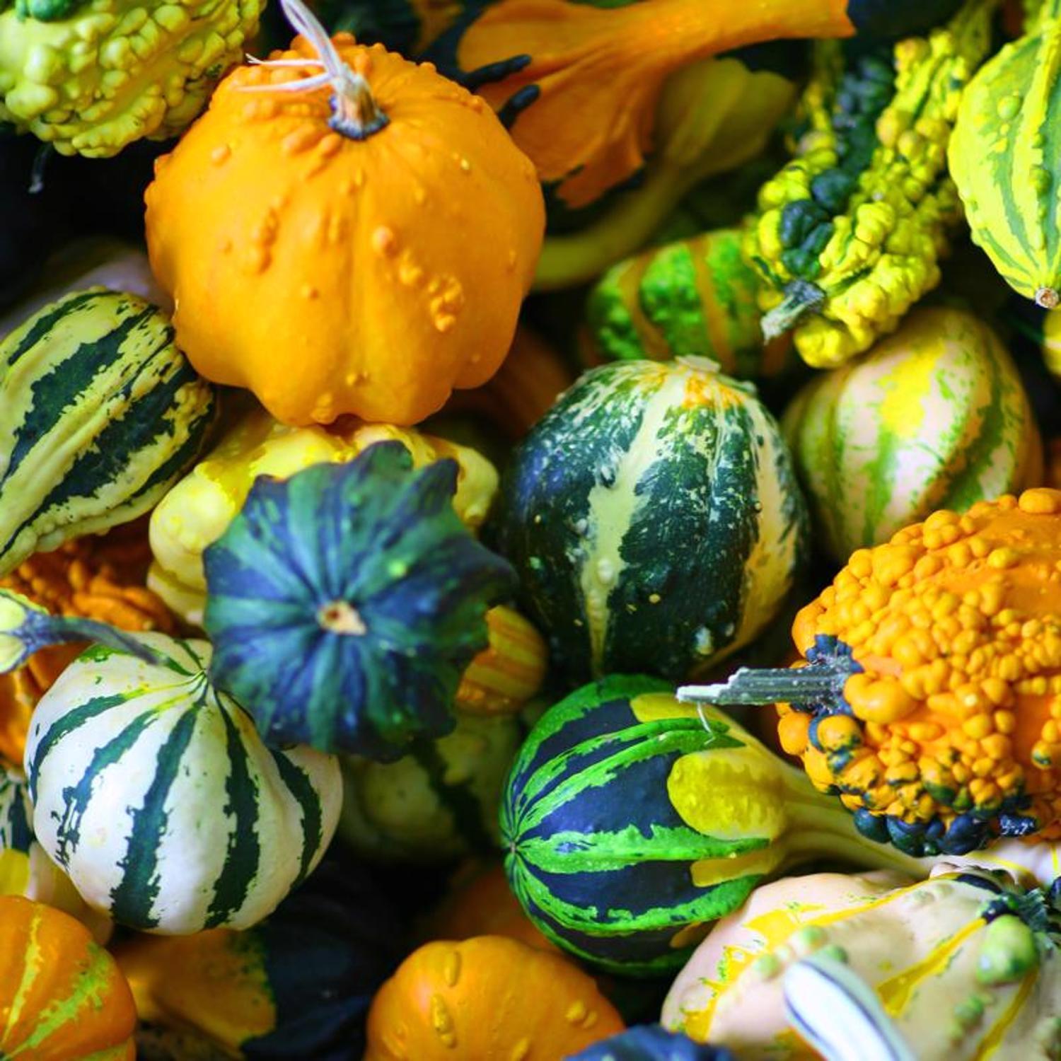 Frey Farms Sarah's Home Grown Assorted Pumpkins and Gourds 6