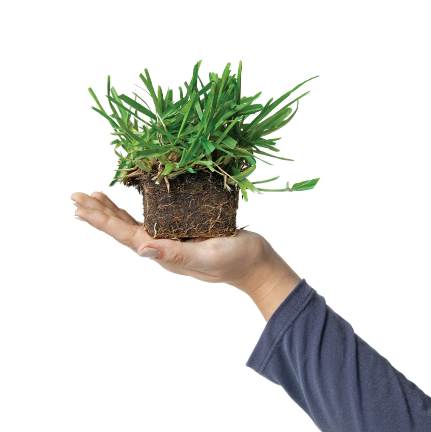 Floratam St. Augustine Grass Plugs 8 pack