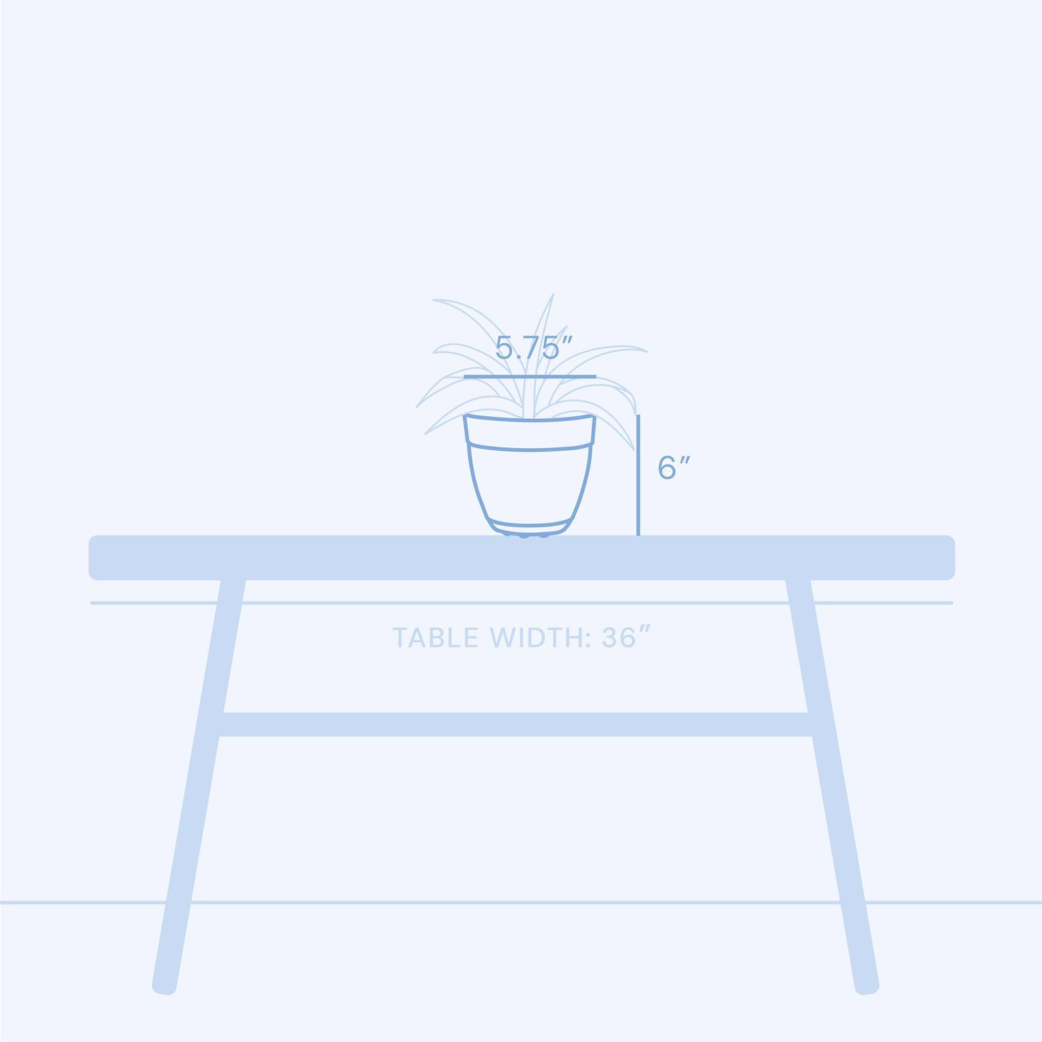 Bloem Dayton 5.75 in. H X 6 in. W X 6 in. D X 6 in. D Plastic Planter Turtle Green