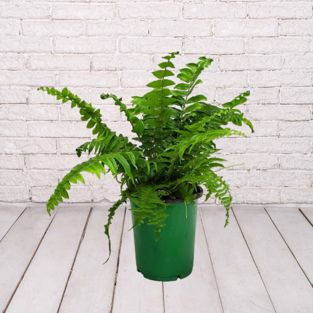 6in MACHO FERN