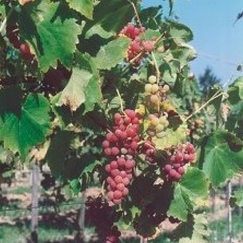 3 Gal. Plant Vine Grape assorted