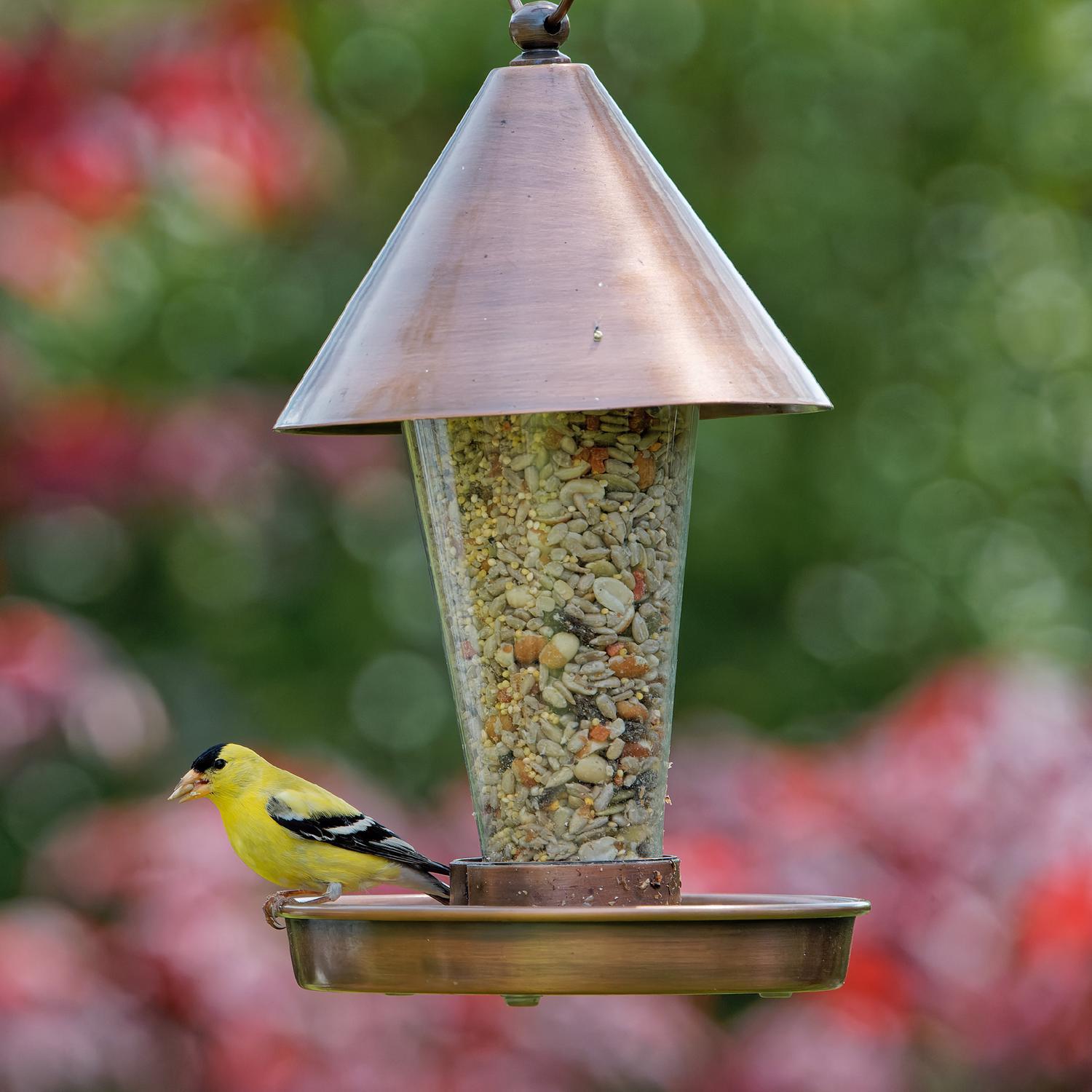 Songbird Selections Wild Bird Food 10 lb