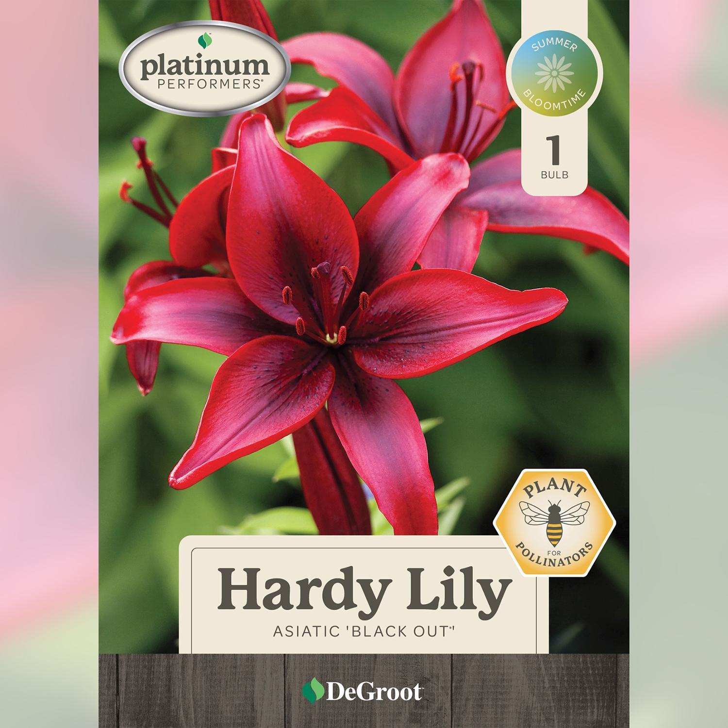 Plant DeGroot Lily Bulb Asiatic  Mixed 14-16CM 1pk