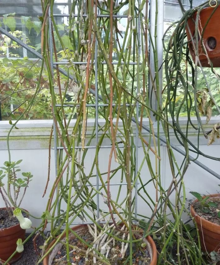 Plant Succulent Ceropegia Ampliata 1G