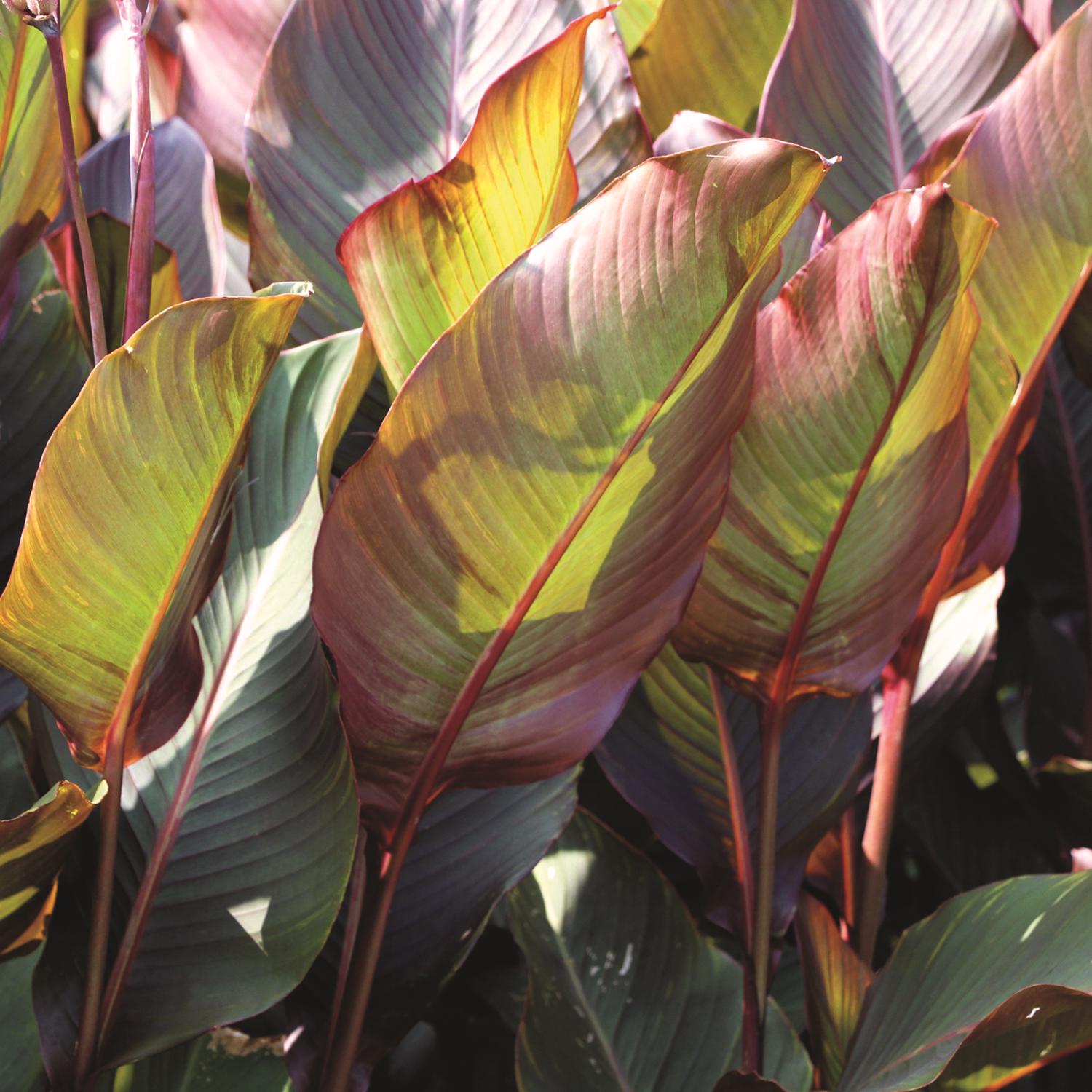 Plant DeGroot Canna Bulb Red King Humbert 1pk