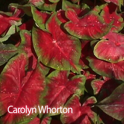 Caladium Plant 1 Gallon