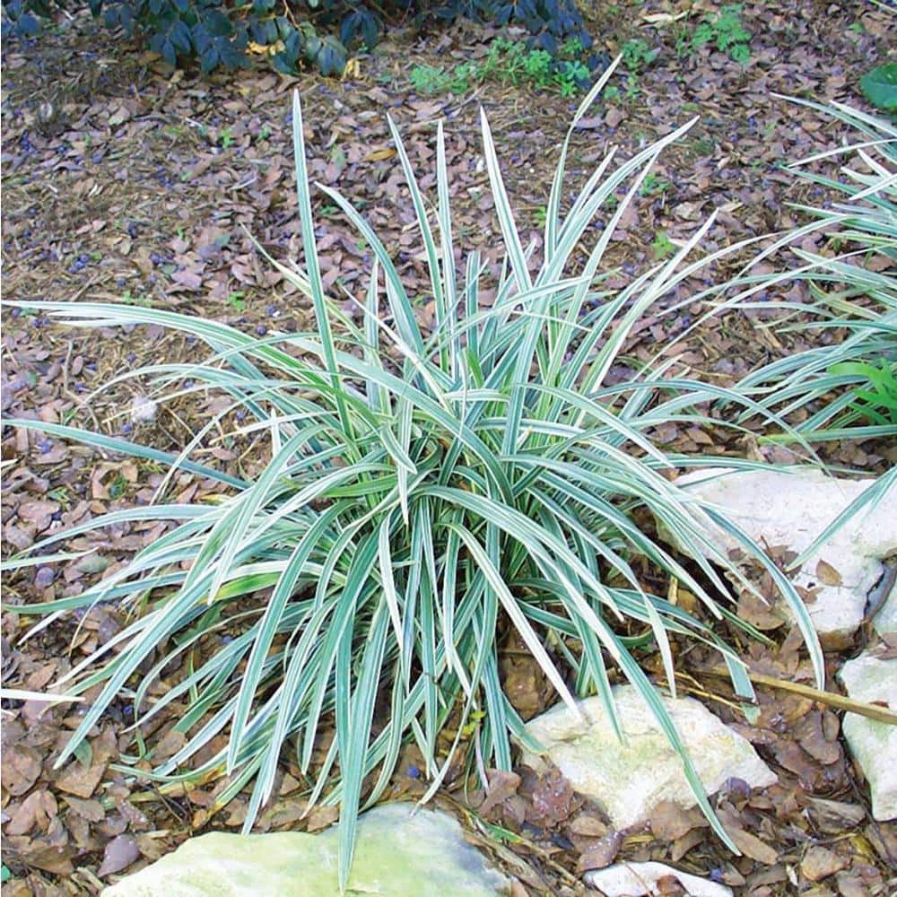 Grass Aztec #1