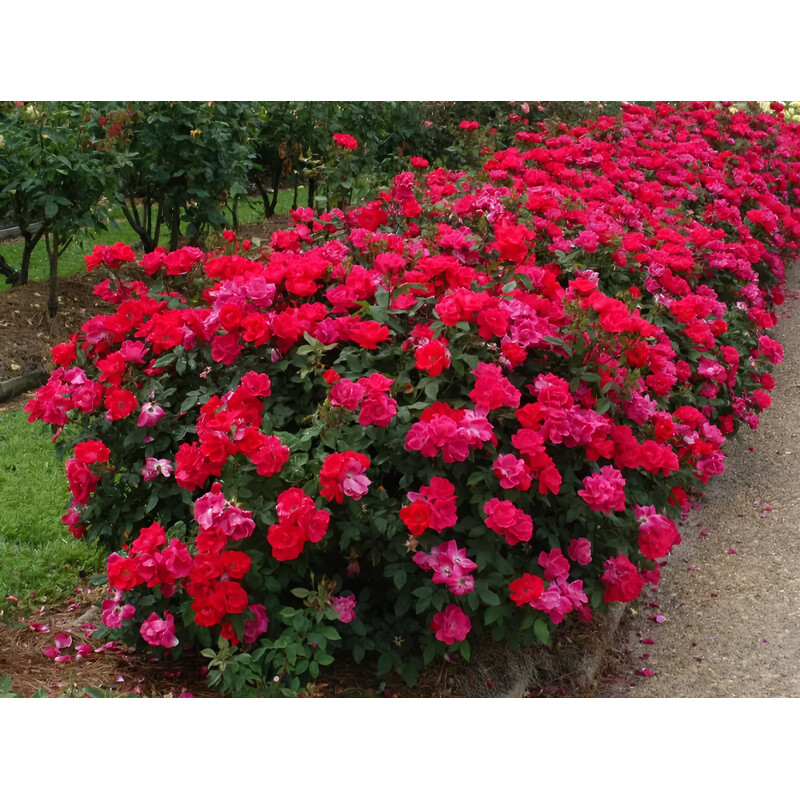 Plant Rose Knockout 3g