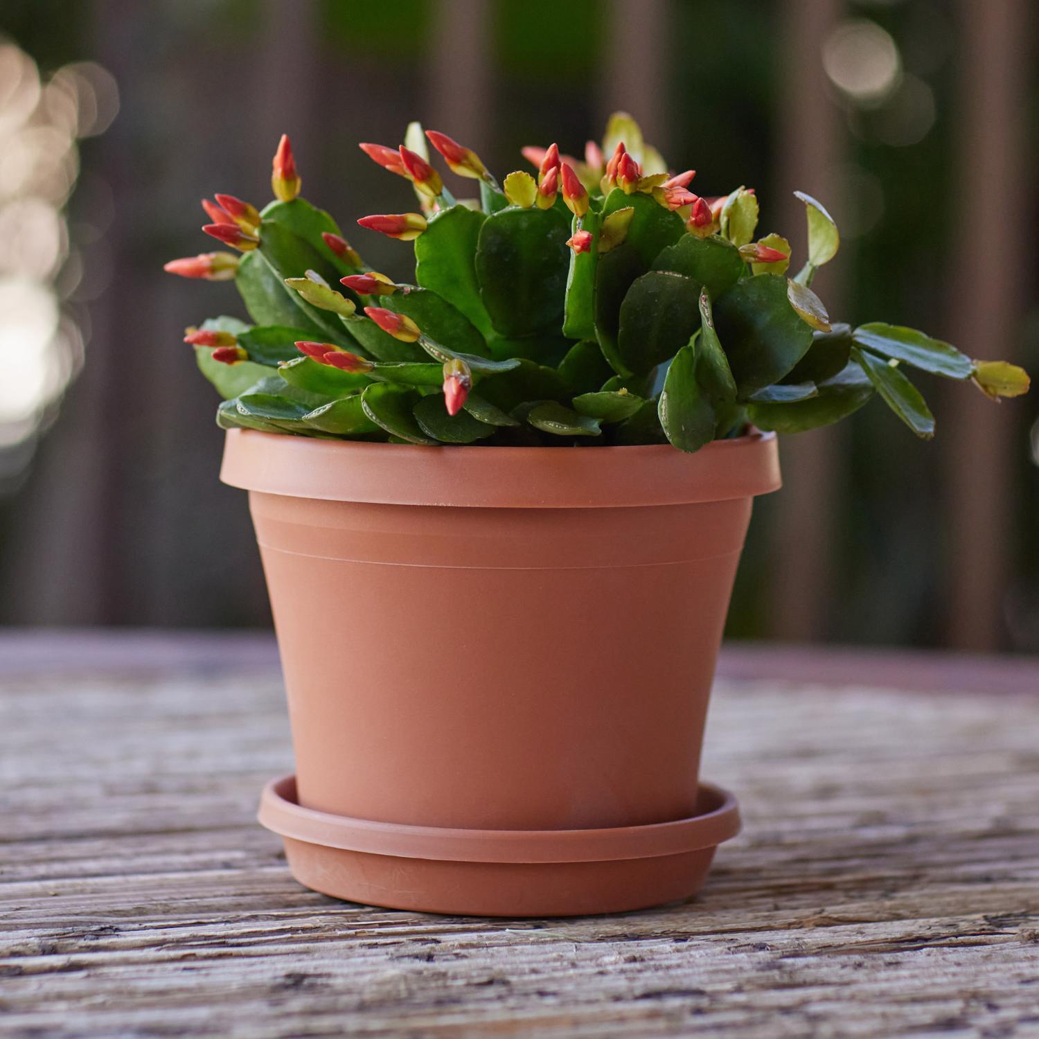 Bloem Terra 1.5 in. H X 8 in. D Resin Traditional Plant Saucer Terra Cotta