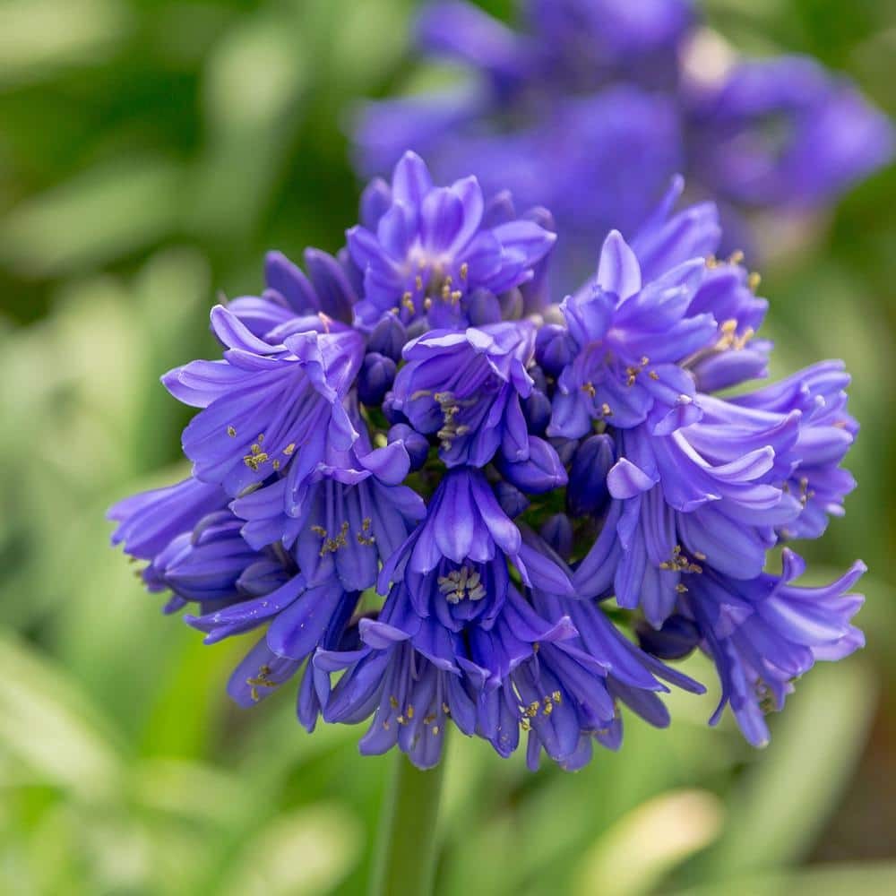 Ever Midnight Agapanthus (Lily of the Nile) with Dark Blue Flowers, Live Perennial Plant