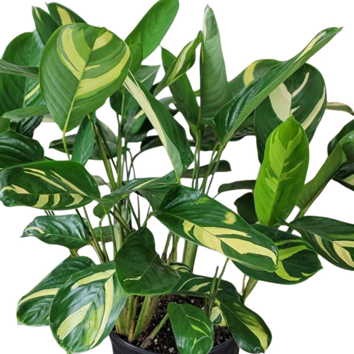 Ctenanthe lubbersiana (Never-Never Plant) 1G