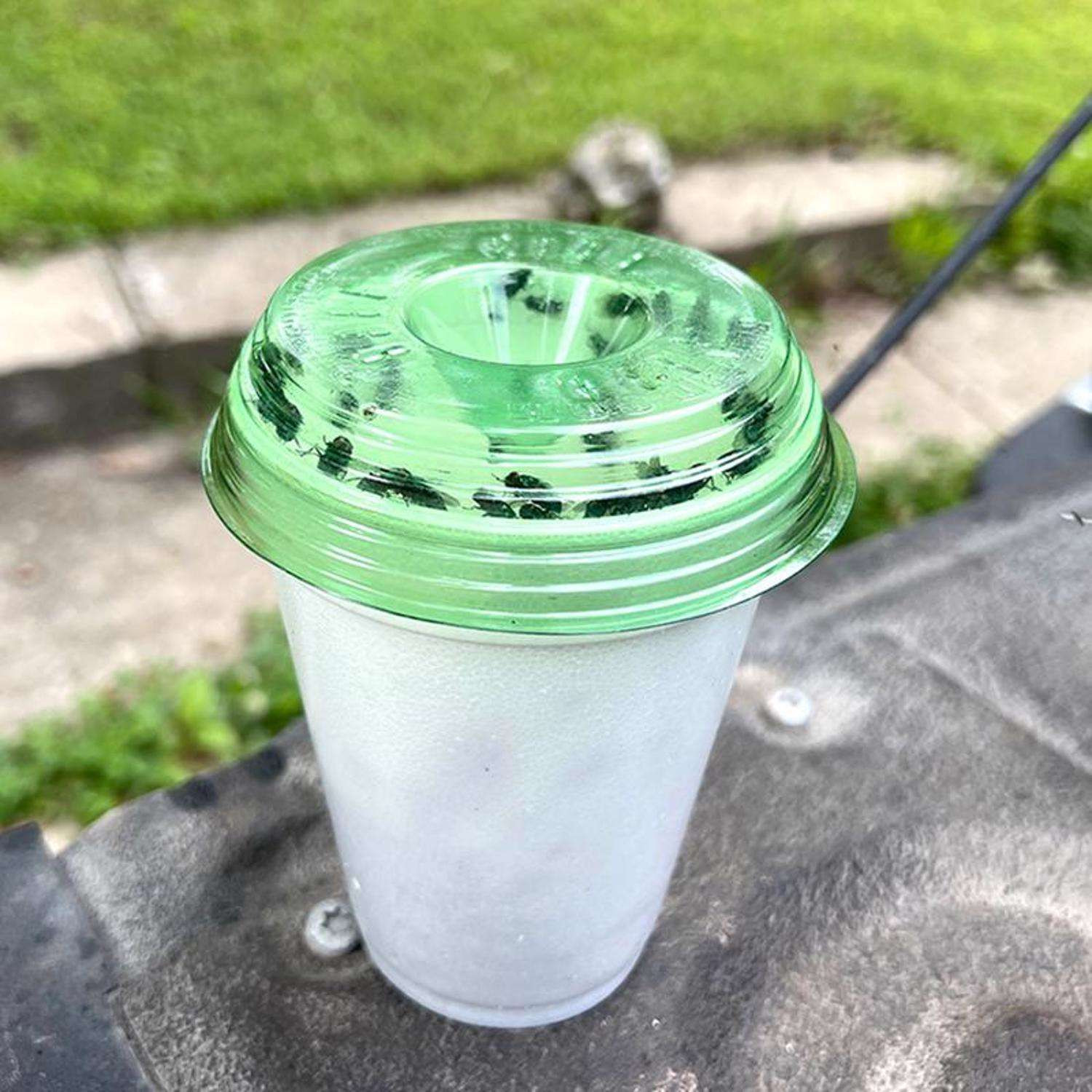 Billy Bob Fly-Lid Fly Trap
